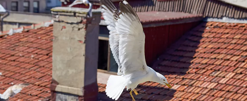 Residential Chimney Animal Removal Solution in Covina, CA